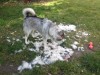 Post grooming