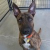 Her shelter photo.