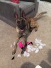 Oh so happy he destroyed a toy.