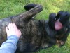 derp#2