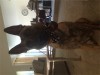 IMG_0306-resized.JPG