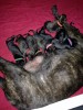 PUPPIES.JPG