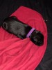 puppy.JPG