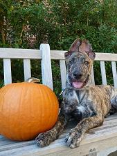 My puppy