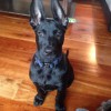 Ruger- 10 weeks