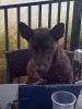 puppy20.jpg