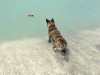 _Fetch1.jpg