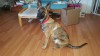 Grendel on April 24 2016 about 5 months 1 week  4 reduced.jpg