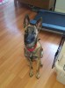 Grendel on April 24 2016 about 5 months 1 week 3 reduced.jpg