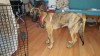 Grendel on April 24 2016 reduced.jpg