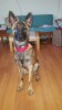 Grendel on April 24 2016 about 5 months 1 week reduced.jpg
