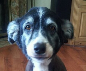 molly.jpg