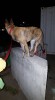 Grendel on a wall July 3 2016.jpg