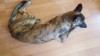 Brindle 2 reduced.jpg