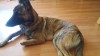 Brindle reduced.jpg