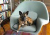 Womb Chair2.jpg