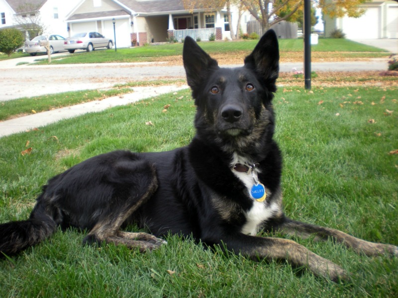 Shelbylayinginfrontyard.jpg