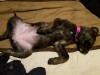 Sleeping - appx 11 weeks - ears weren't up yet