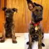 8 weeks; 12 weeks