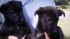 lola.jpg (62.26 KiB) Viewed 12877 times Lola and her Brother