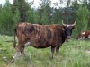 Dutch Shepherd Cow.jpg