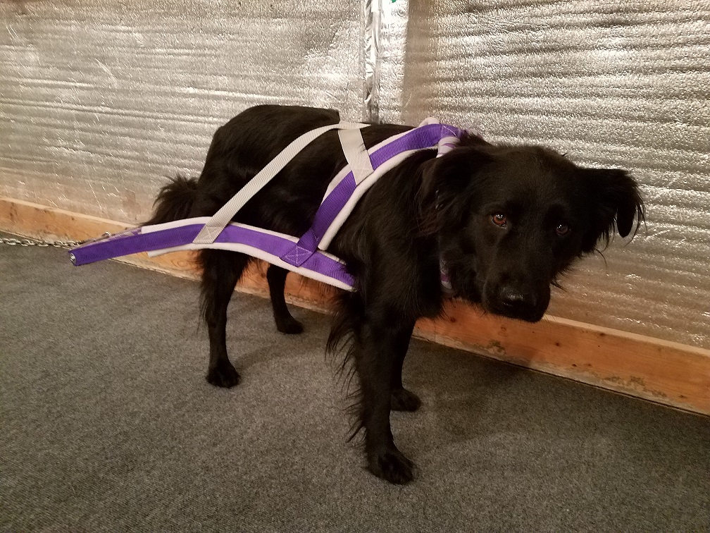 Diamond pull harness.jpg