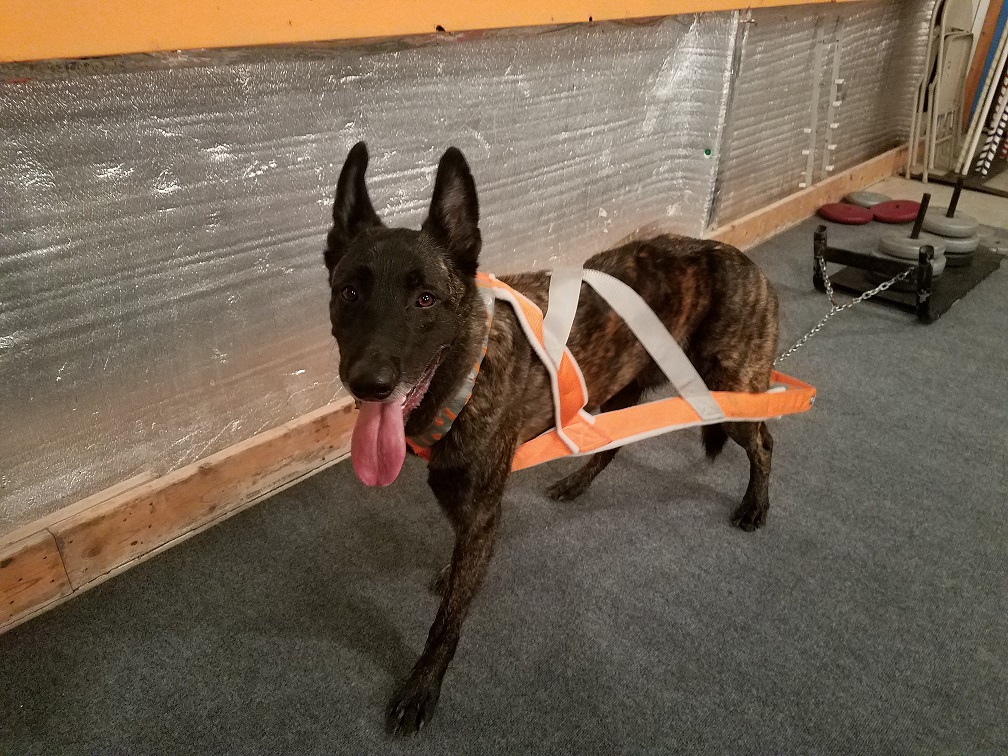 ICE pull harness.jpg