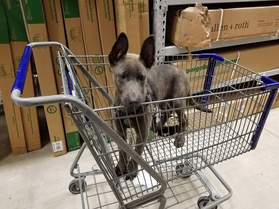 2017 March 4 Lowes.jpg