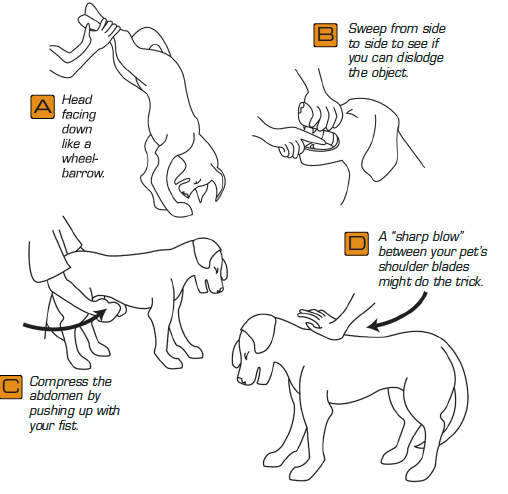 heimlich-dog.png