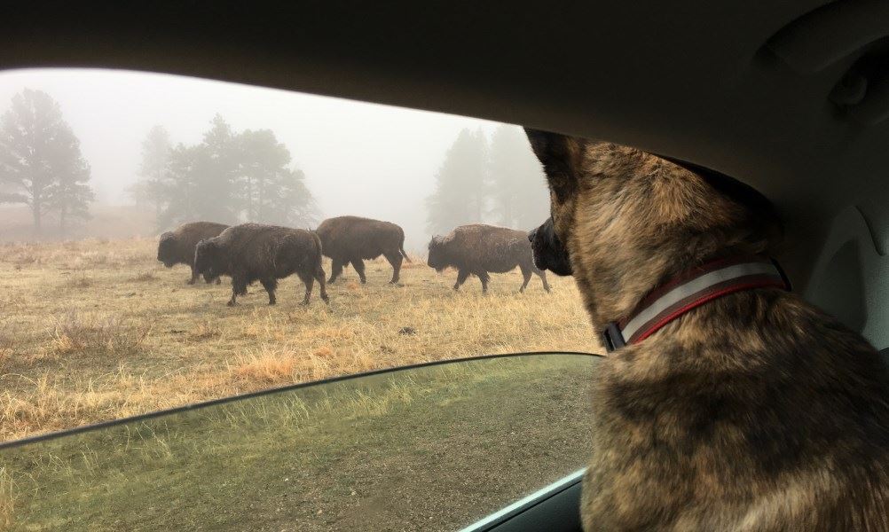 Buffalo.jpg
