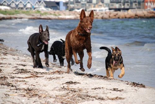 Silver with his mother and 2 siblings
