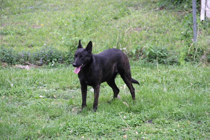 Land of OZ Molly BH CGC.jpg