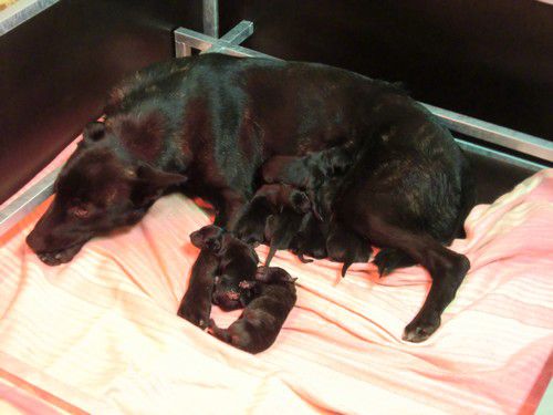 mother and pups