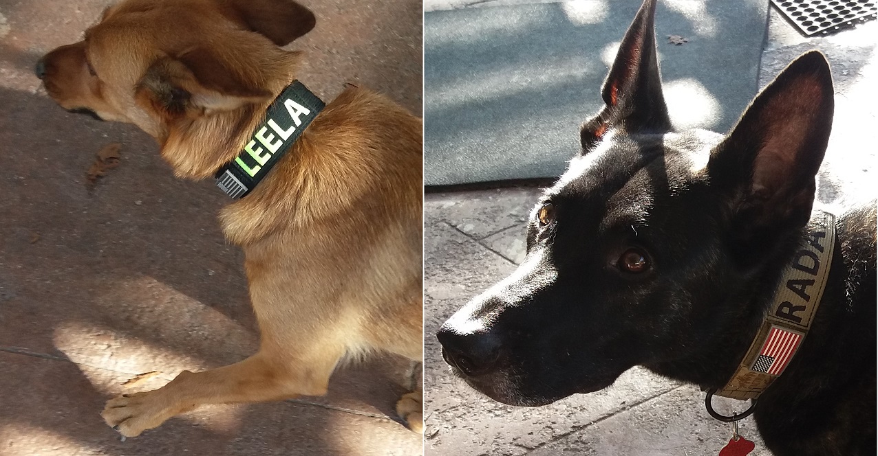 tactipupcollars.jpg