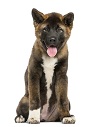 akita.jpg