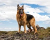 gsd.jpg