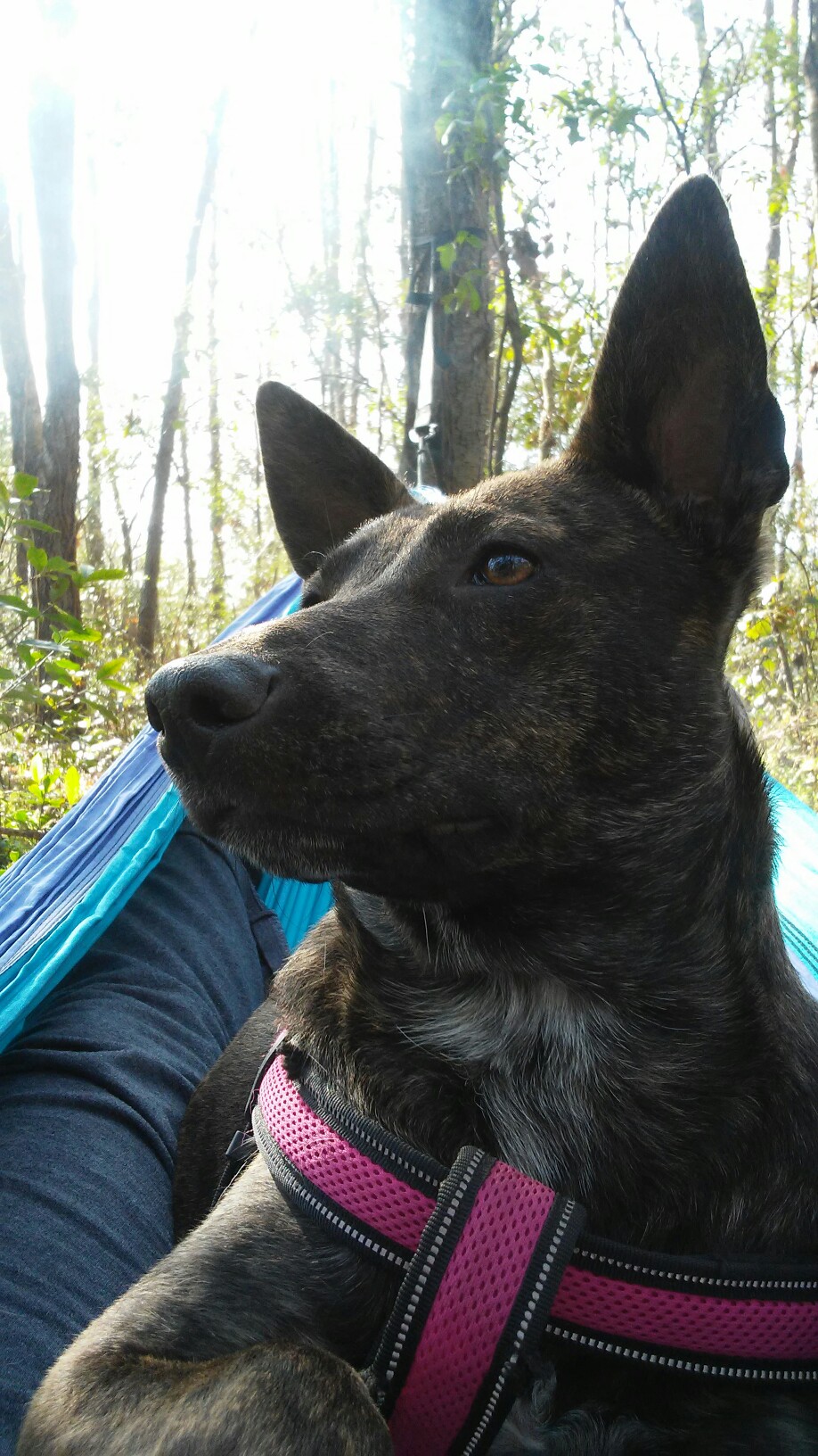 My girl Gypsy Chillin' in the hammock