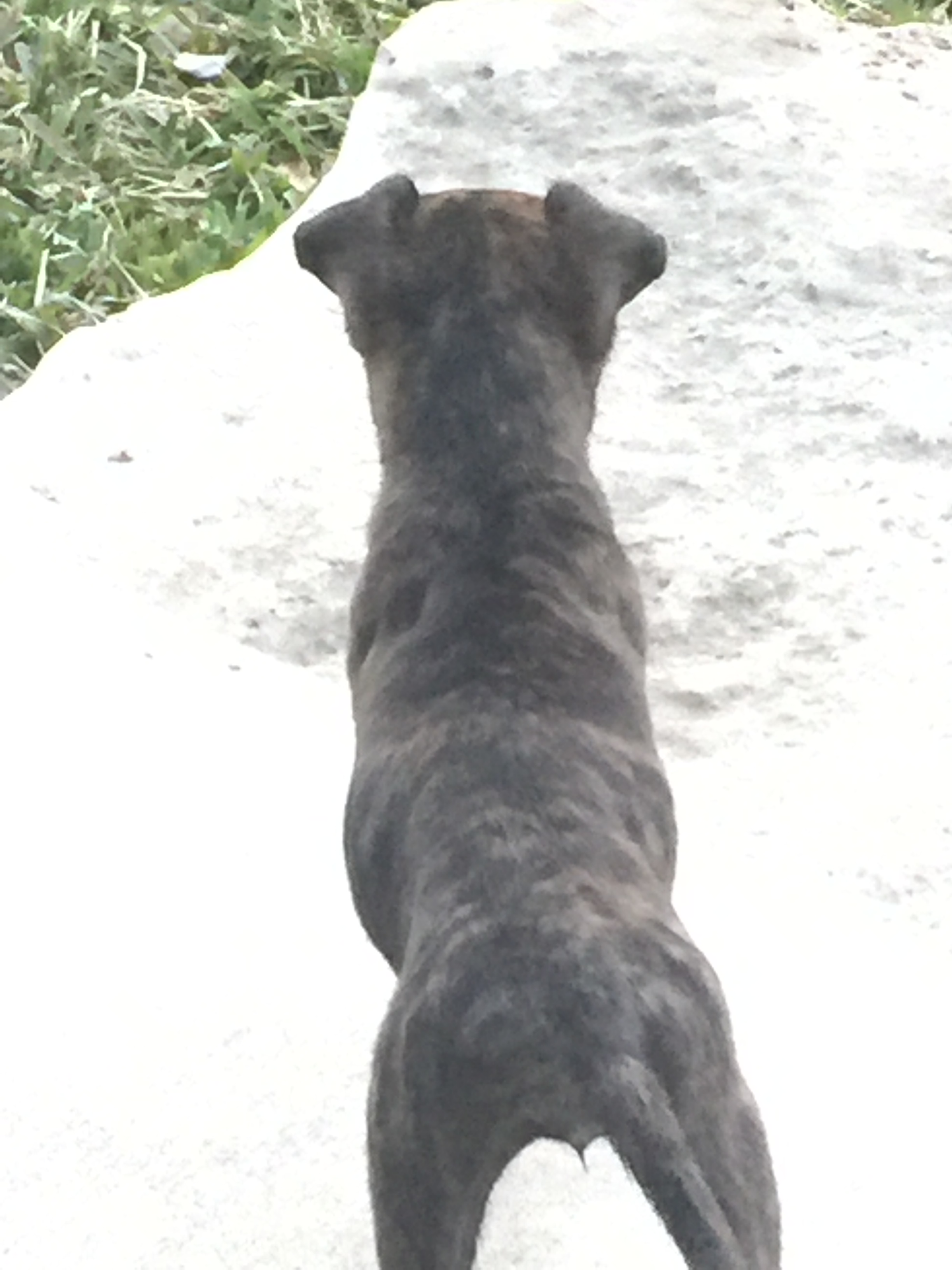 backside.JPG
