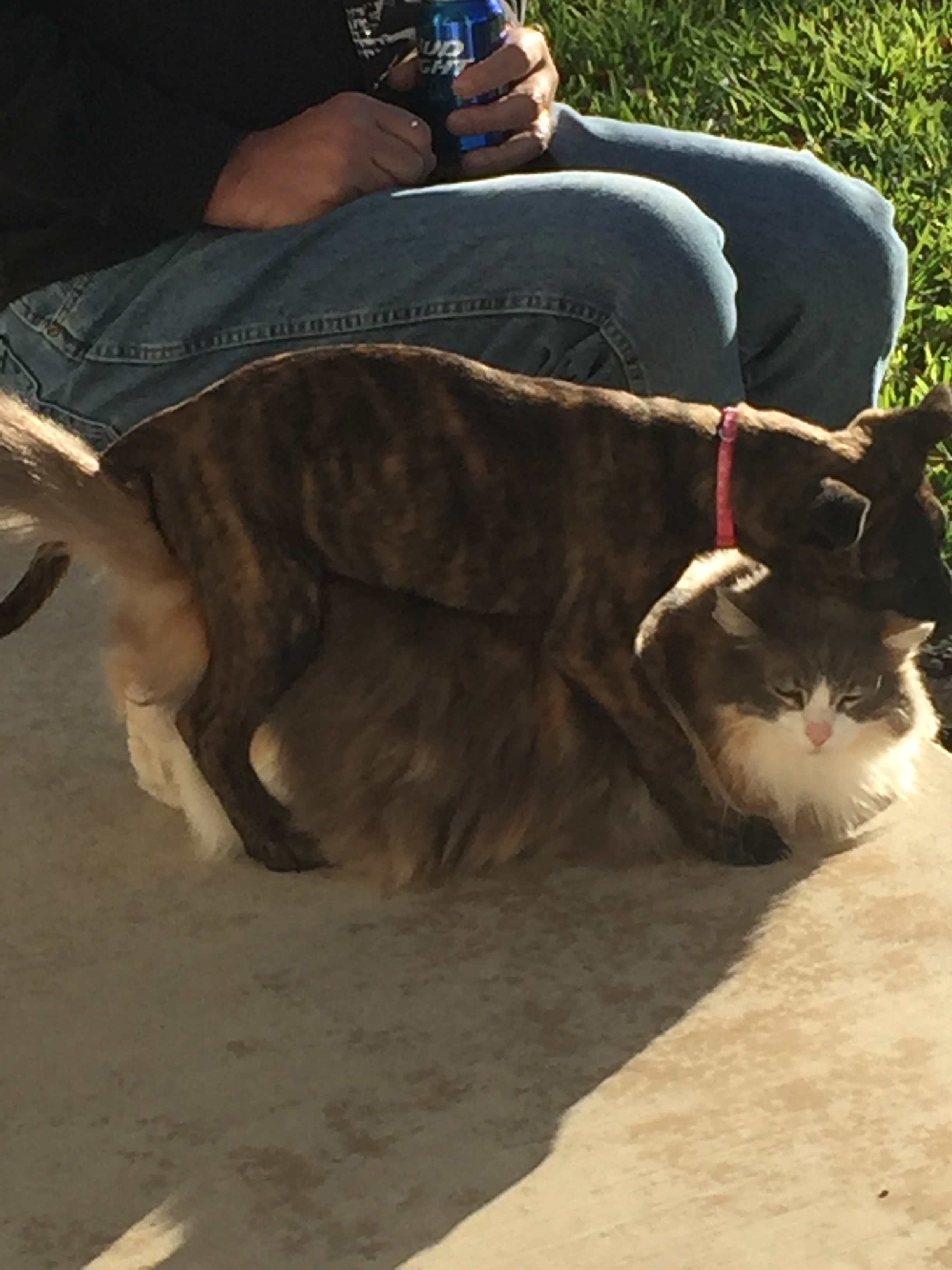 playingwithcat.JPG