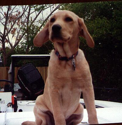 TequilaPuppy.jpg