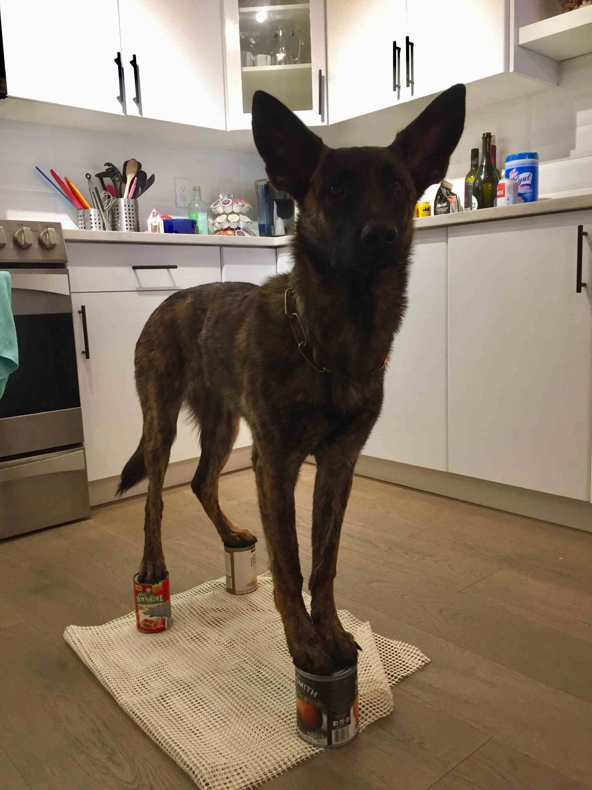 Cans.jpg