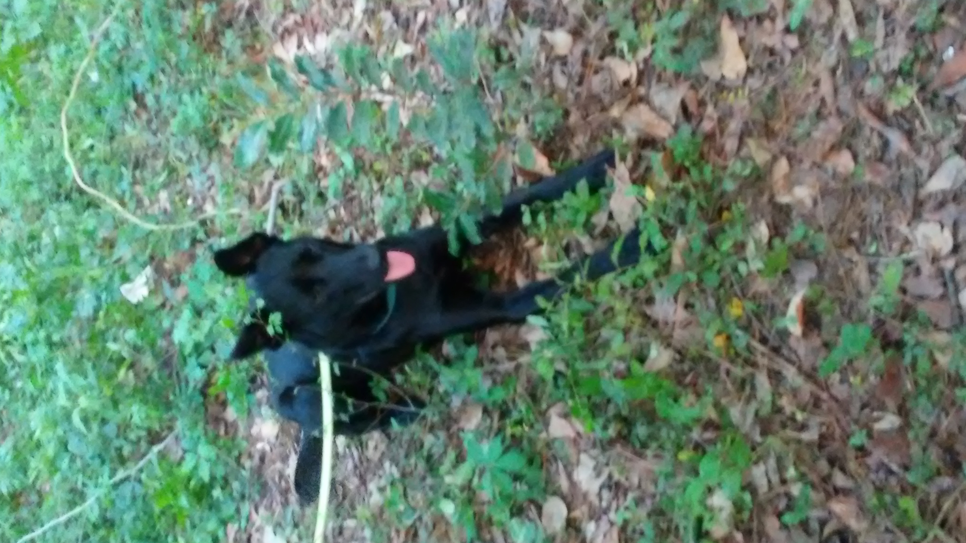 Nala