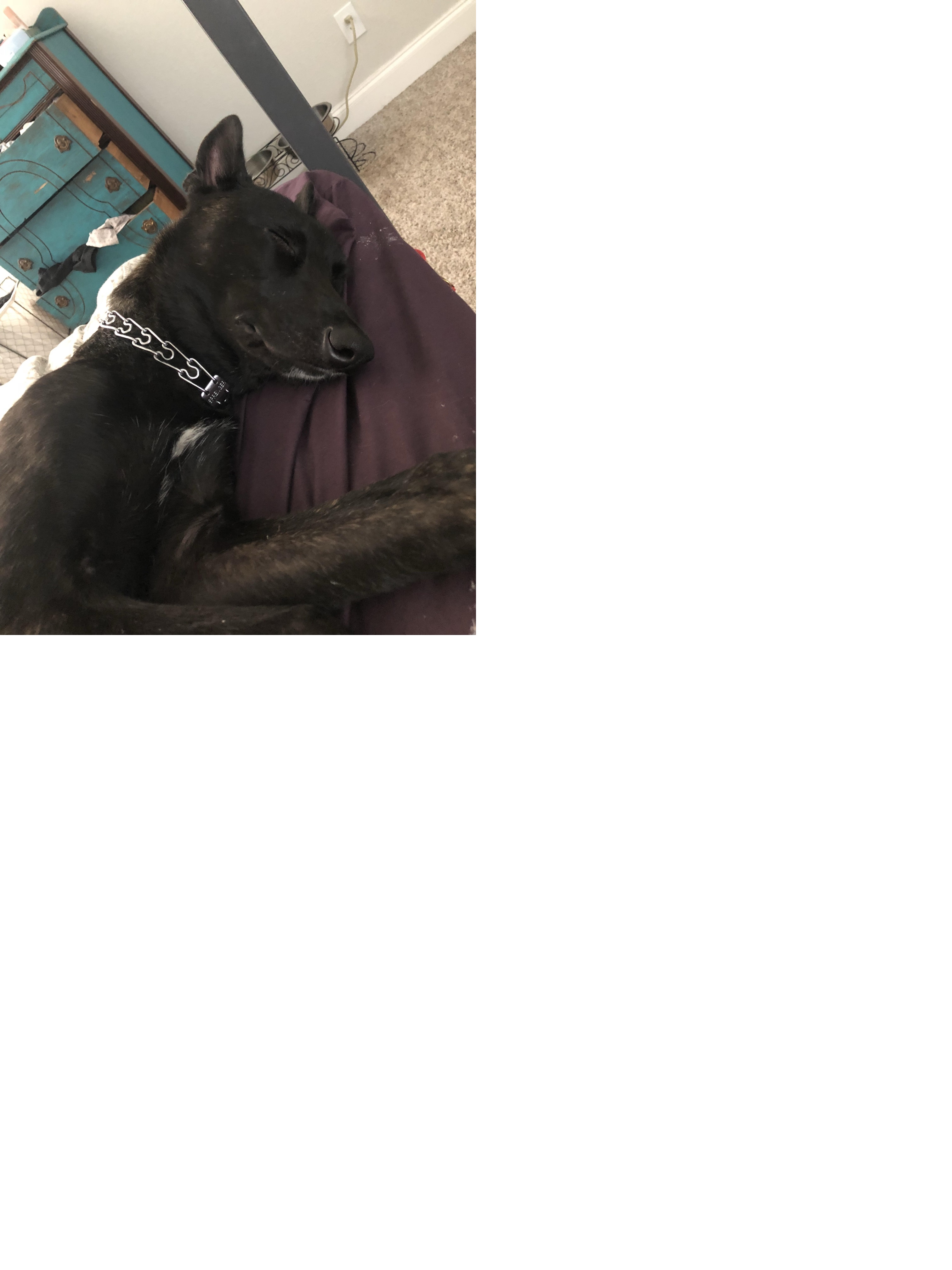 zoey4.jpg