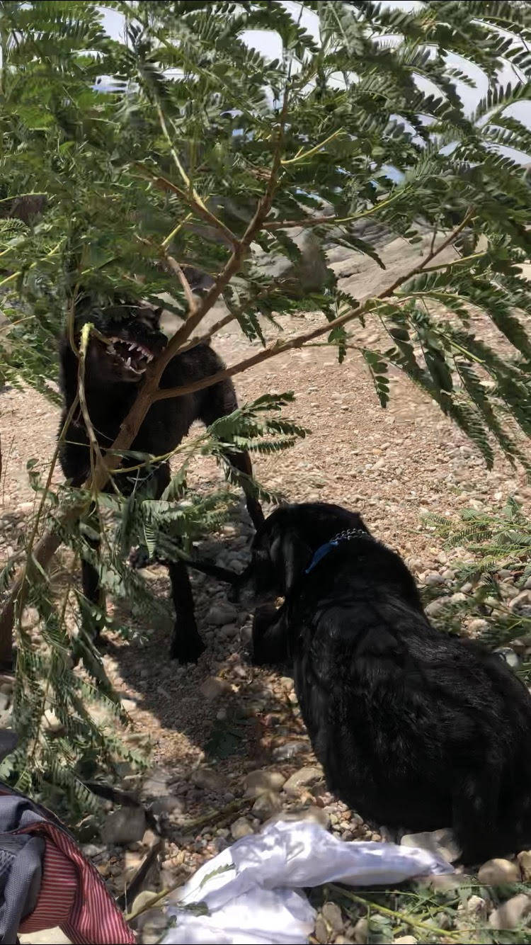 Zoeytearingdowntrees.jpg