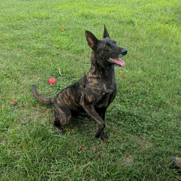 MVIMG_20180806_190508_crop_604x604.jpg