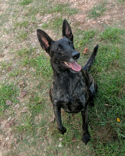 MVIMG_20180806_190604_crop_485x604.jpg