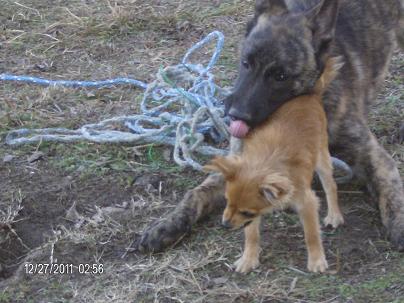 Stop licking me!