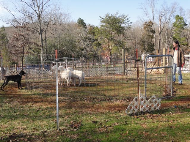 Here she is at point, according to where the sheep are looking...