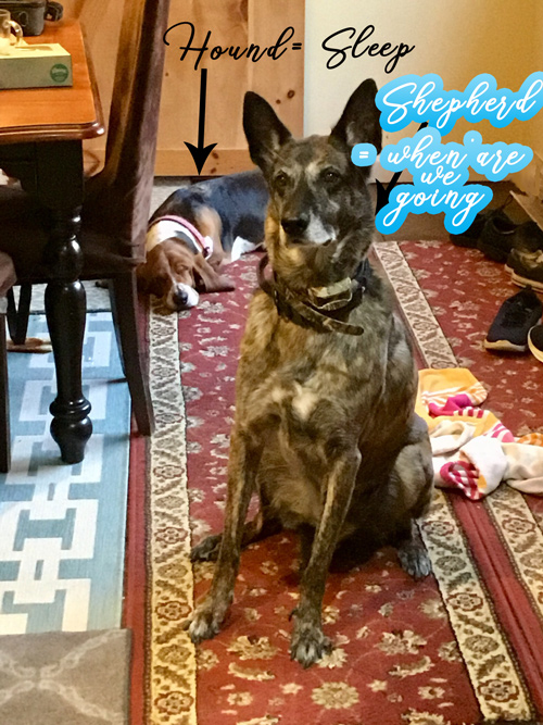 sadie-cookie1.jpg