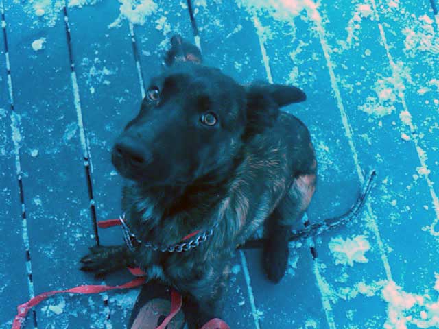 sadie.jpg